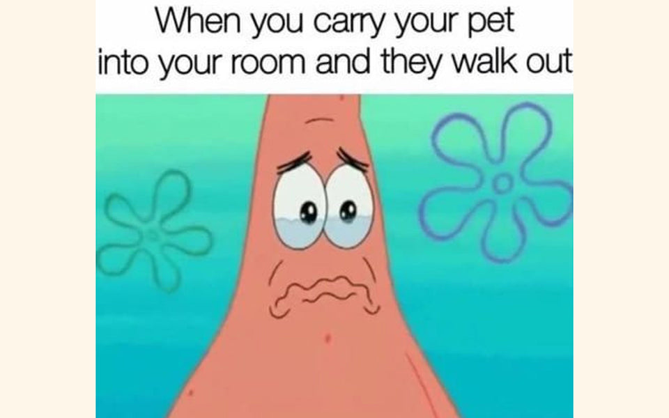 Disappointed Memes that Will Delight Your Day