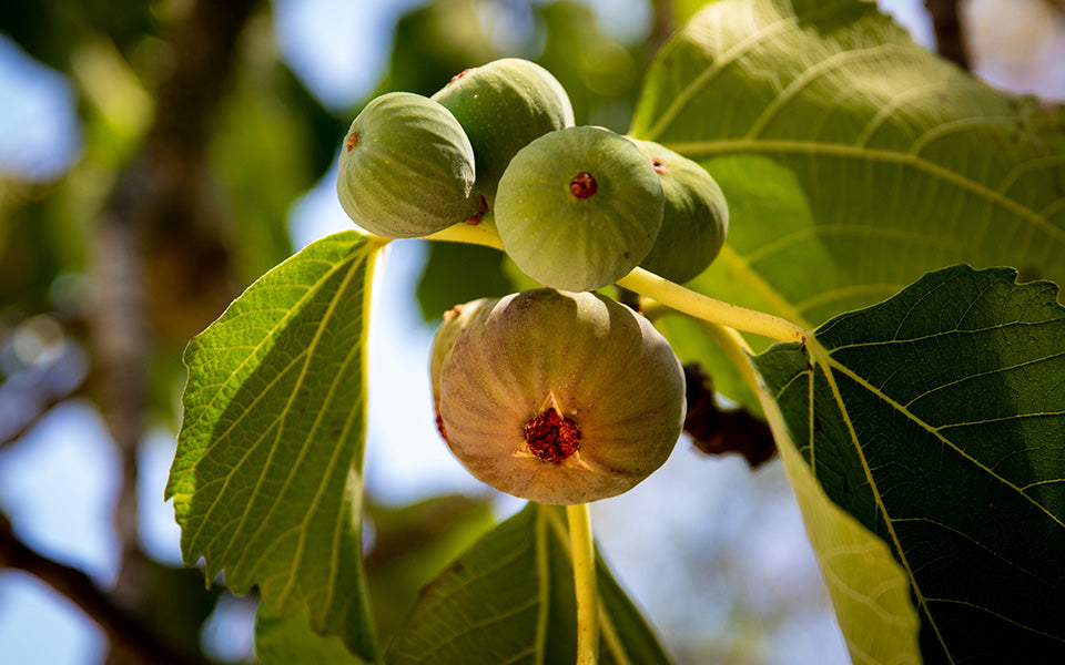 Green Fruits and Vegetables that is Good for You