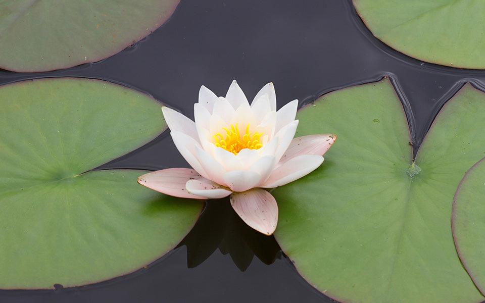 Mystical Beauty of the Lotus Flower