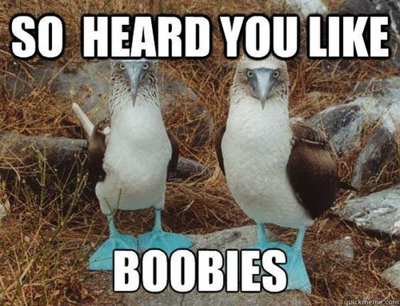 24 Funny Boob Memes That Makes You Laugh